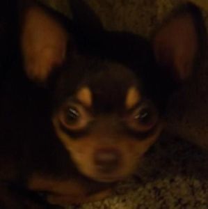 Meet your Posher, Paul